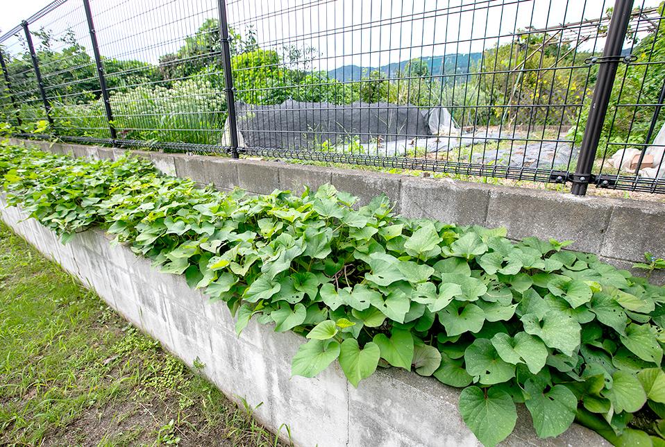 さつまいも畑